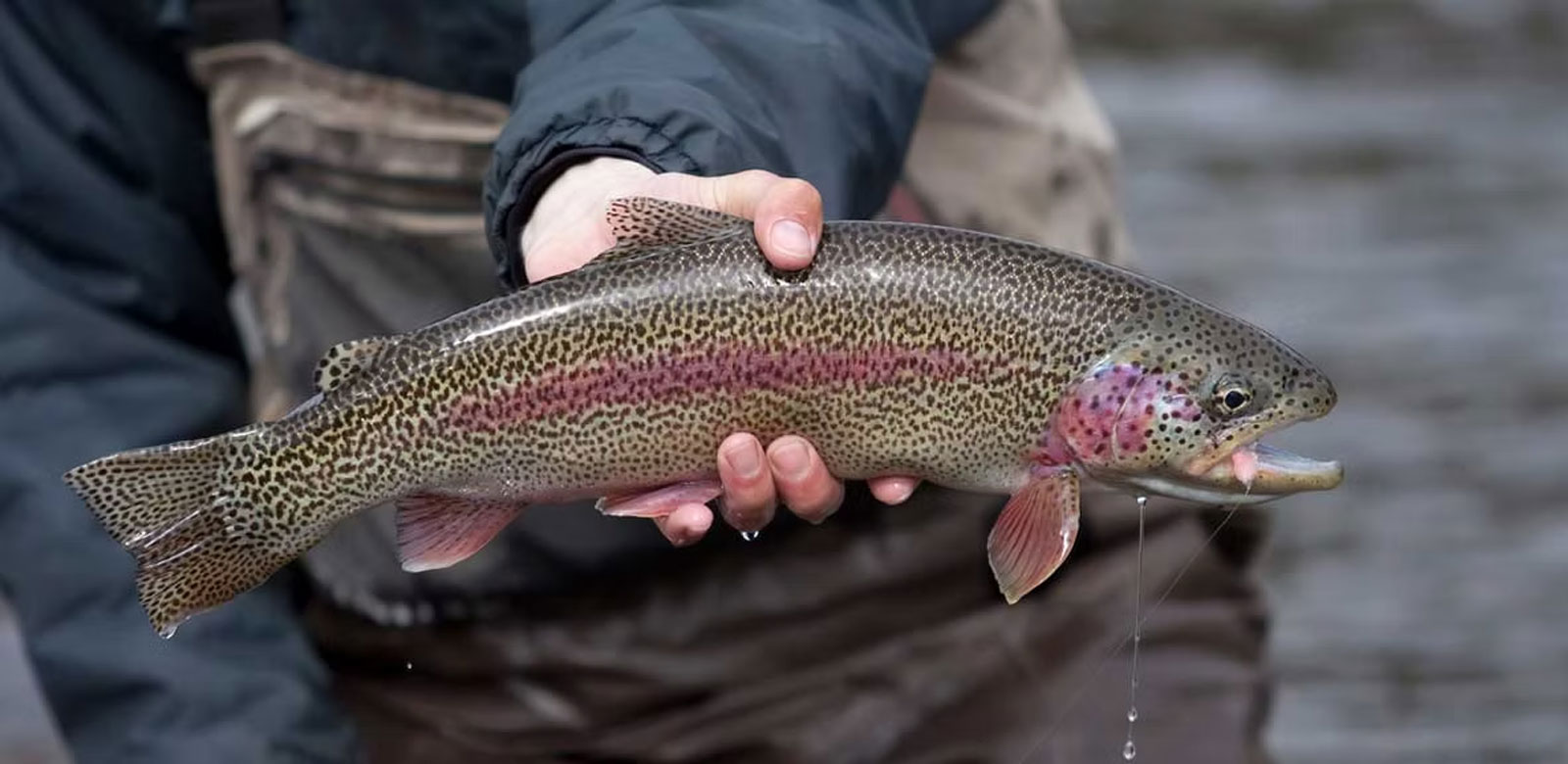 Fishing in the Rocky Mountains of Colorado