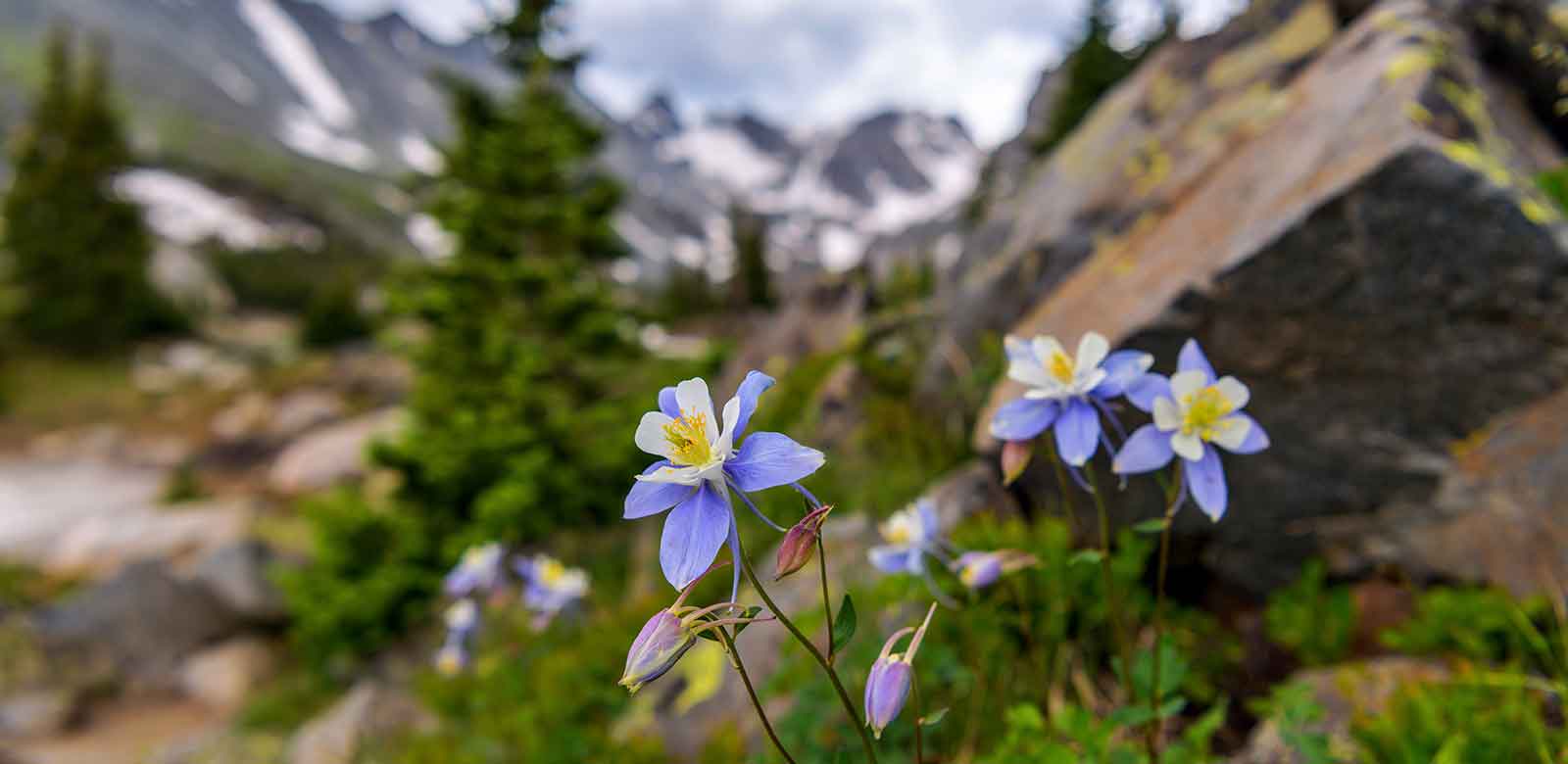 Columbine blooming along the trail in Colorado