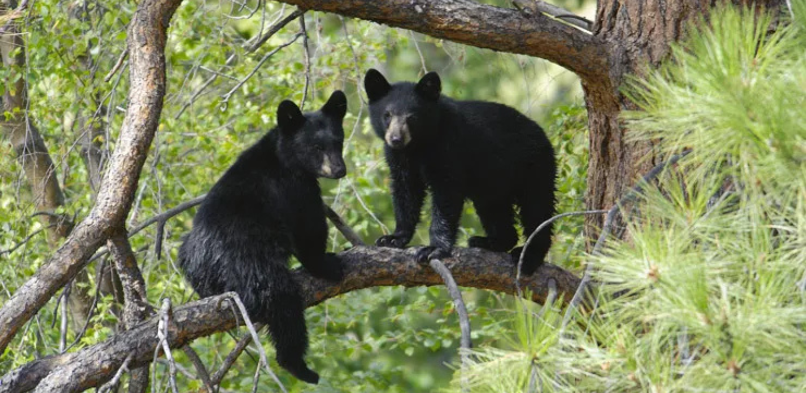 Two black bears found sitting in a tree in the Colorado mountains