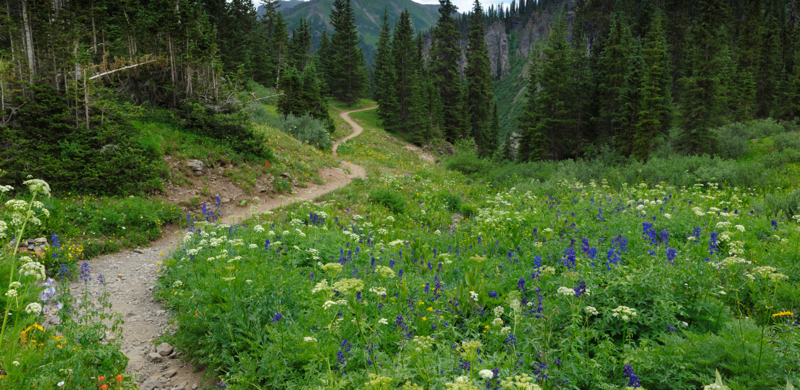 A winding trail through a meadow full of vibrant wildflowers in Pagosa Springs