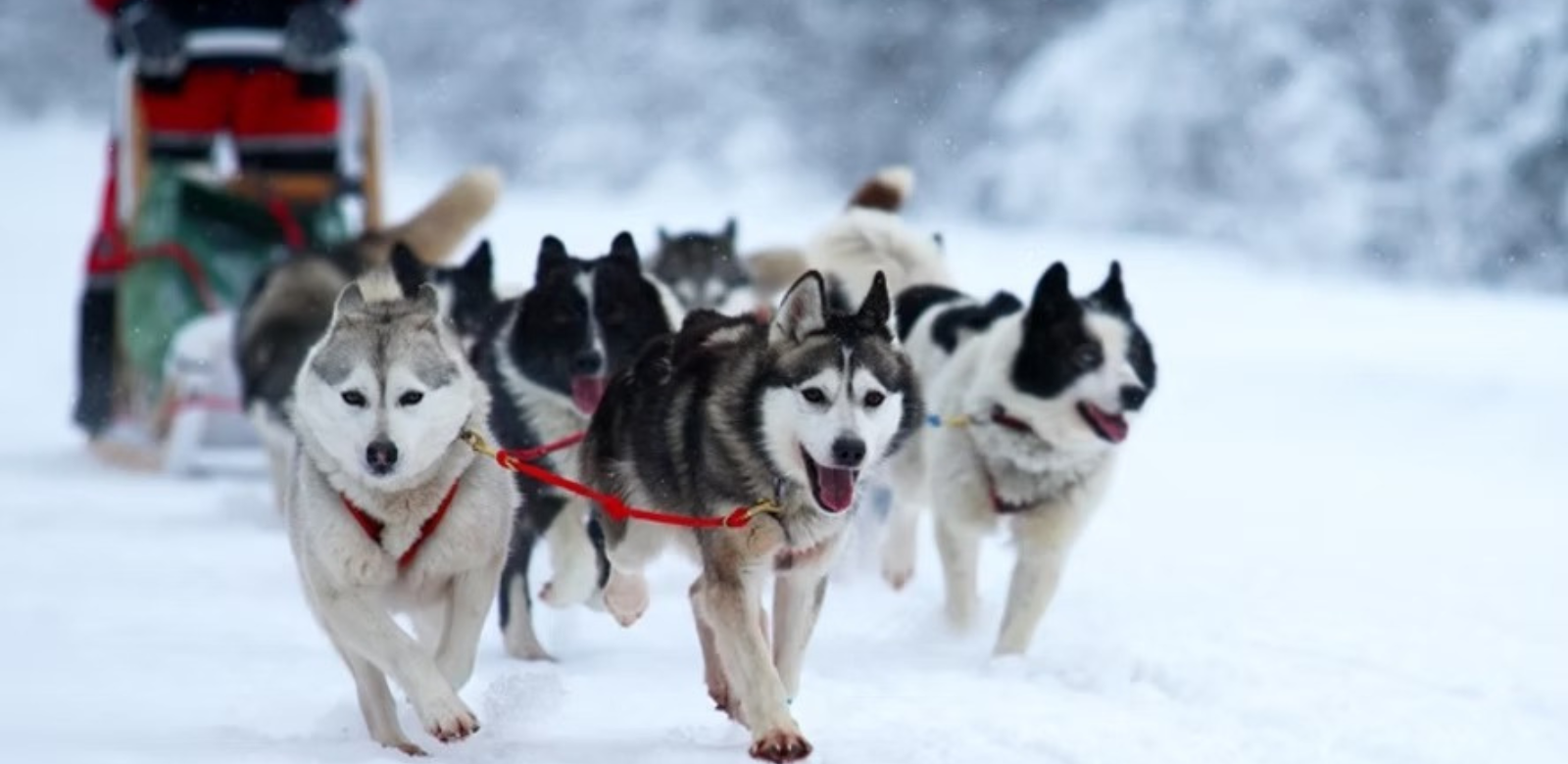 A team of San Juan sled dogs pulls a sled along the snowy Colorado mountains