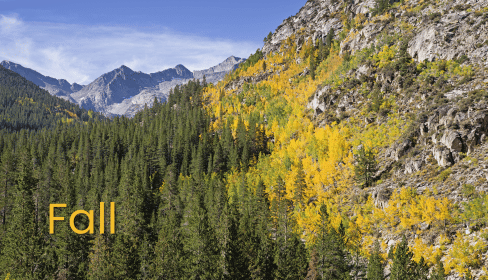 Fall aspen colors in Colorado with mountain views.