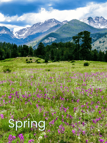 Mountain views in Colorado of springtime with wildflowers