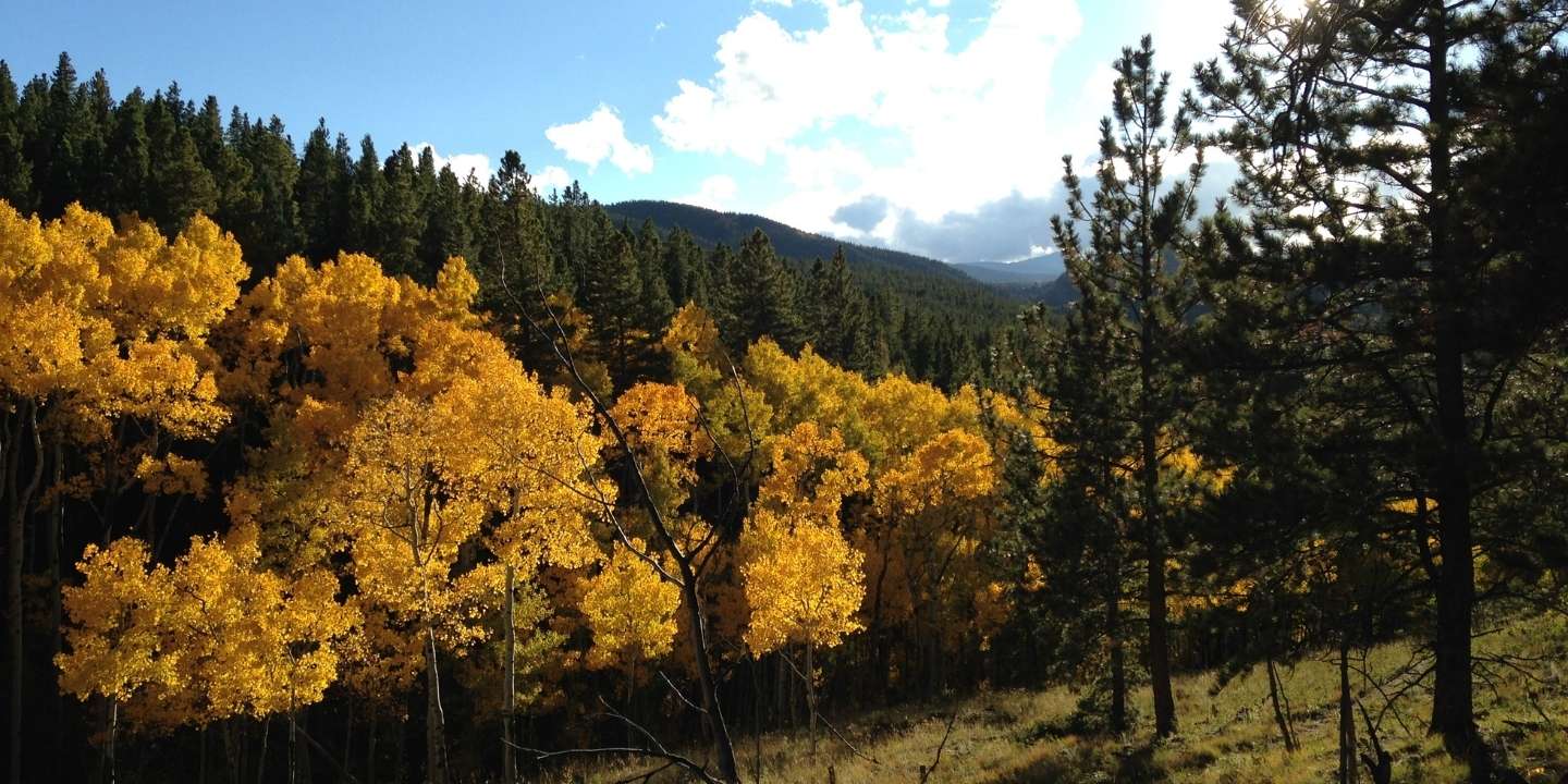 A hillside in colorado with orange, green, and yellow trees in the fall.