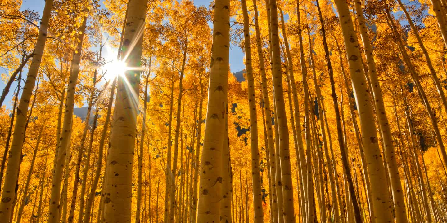 Golden aspen trees during fall in Colorado