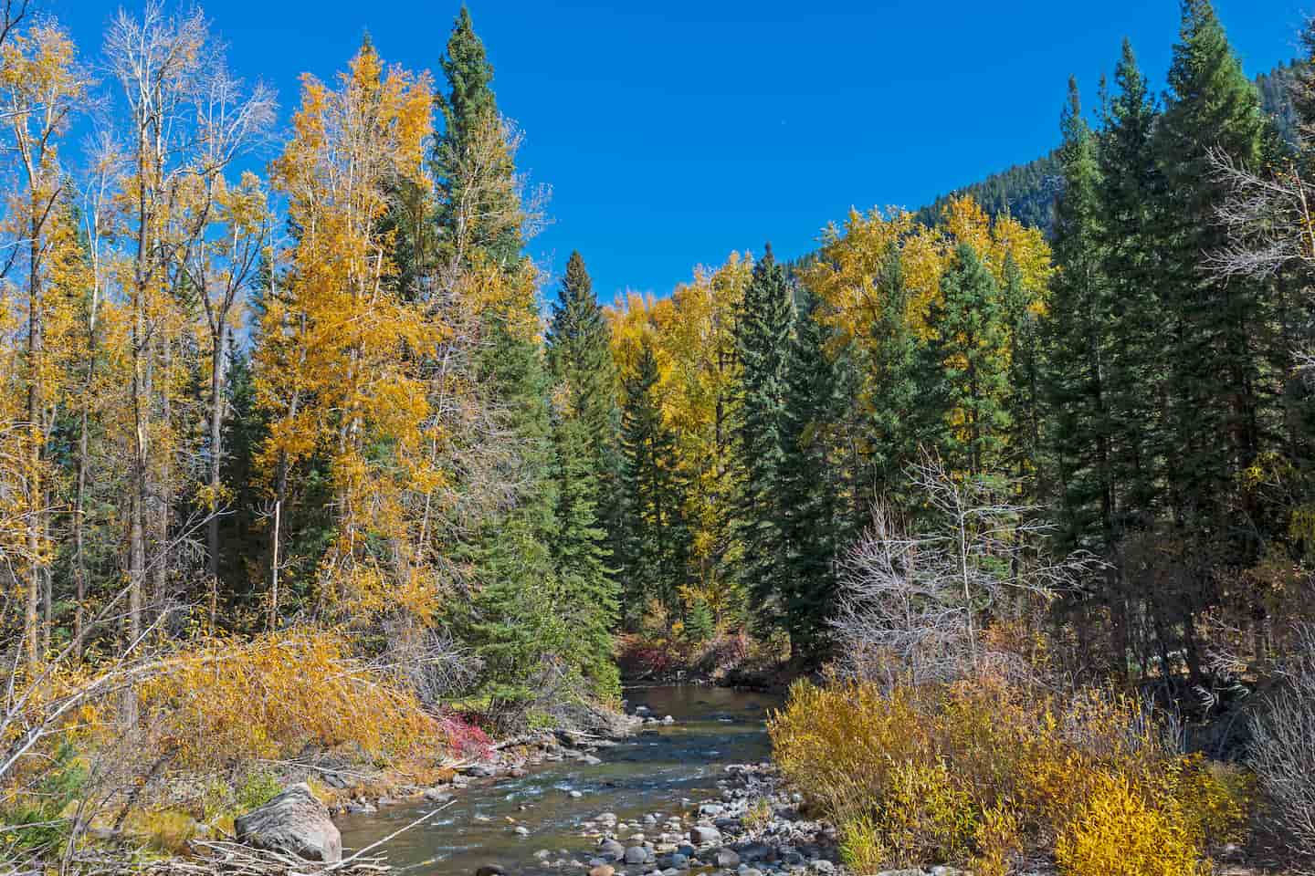 Golden aspen trees during fall in Colorado near Pagosa Springs