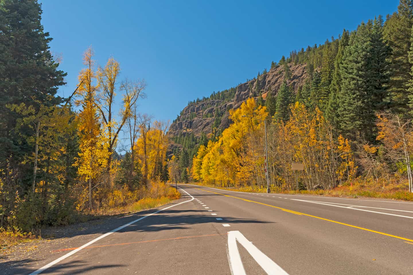 Golden aspen trees during fall in Colorado on a drive near Pagosa Springs